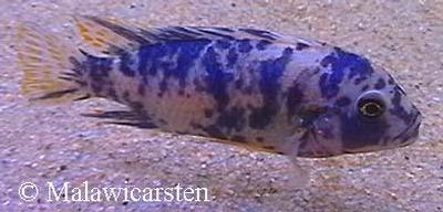 Maylandia xanstomachus Nkhata Bay MC