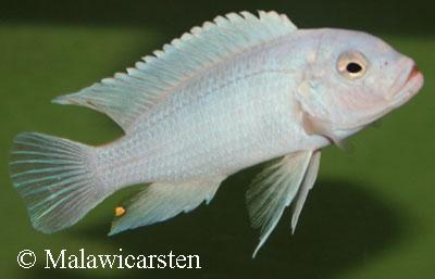 Maylandia sp."Zebra Blue" Chidunga Rocks
