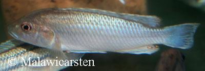 Melanochromis lepidaptes West Reef
