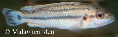 Melanochromis lepidaptes West Reef