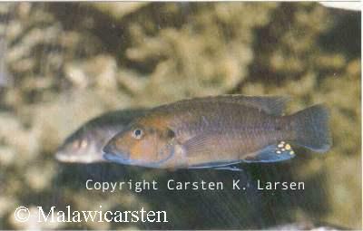 Melanochromis melanonopterus (sp. "Red Mbamba", Mbamba Bay)