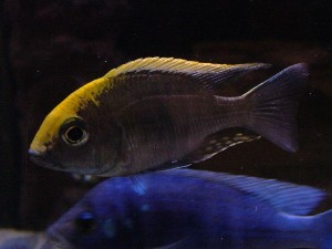 Eccles Reef