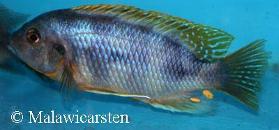 Petrotilapia sp."Chitimba" Chitimba Bay