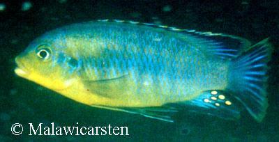 Petrotilapia "Mumbo Yellow" Mumbo Island