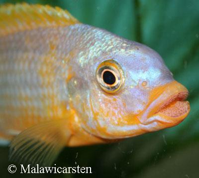 Petrotilapia sp."Ruarwe"