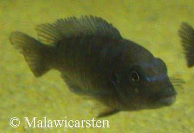 Pseudotropheus sp. ”agressive yellow fin”