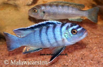 Pseudotropheus sp. "elongatus metangula" Mara Point Mozambique
