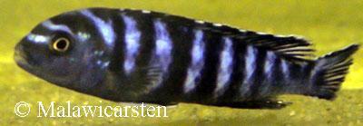 Pseudotropheus elongatus ornatus Likoma Island
