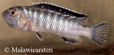 Pseudotropheus elongatus ornatus Likoma Island
