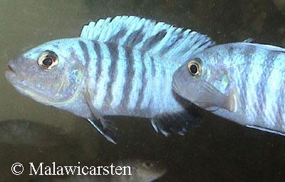 Pseudotropheus sp."Kingsizei Londo" Mozambique