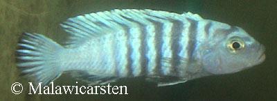 Pseudotropheus sp."Kingsizei Londo" Mozambique