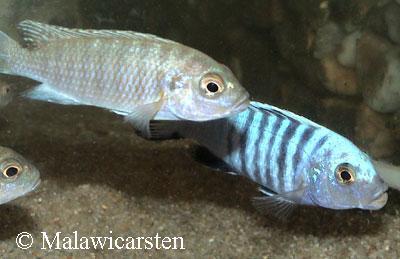 Pseudotropheus sp."Kingsizei Londo" Mozambique
