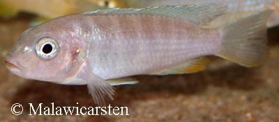 Pseudotropheus sp."Ndumbi Gold" Likoma Island