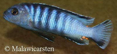 Pseudotropheus sp."Ndumbi Gold" Likoma Island