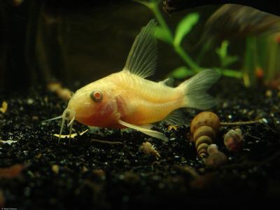 Kulturvariant-albino.