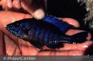 Aulonocara saulosi