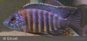 Aulonocara saulosi
