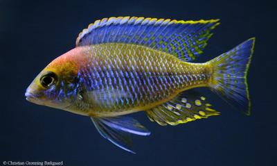 ungfisk - Lethrinops sp. Mazinzi reef