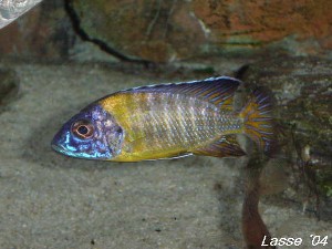 Blue Neon Lundo