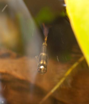 Pseudepiplatys annulatus