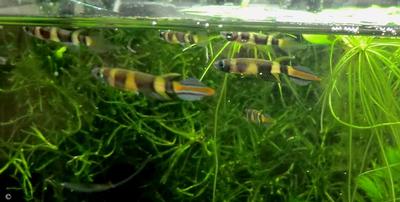 Pseudepiplatys annulatus