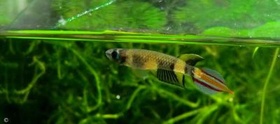 Pseudepiplatys annulatus