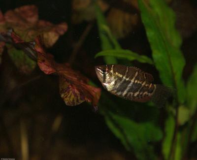 Sphaerichthys selatanensis
