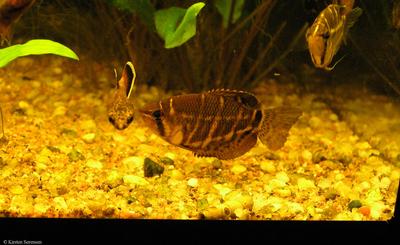 Sphaerichthys selatanensis
