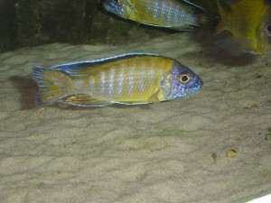 Usysia