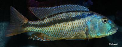 Aristochromis christyi