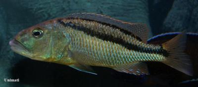 Aristochromis christyi
