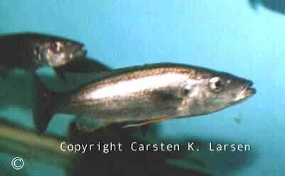Rhamphochromis ferox