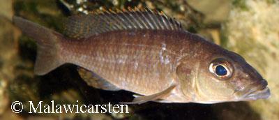 Sciaenochromis ahli Likoma Island