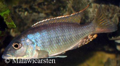 Sciaenochromis ahli Likoma Island
