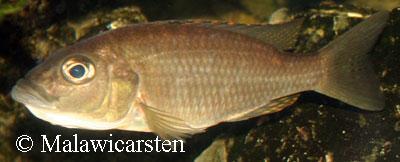 Sciaenochromis ahli Likoma Island