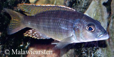 Sciaenochromis ahli Likoma Island