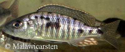 Sciaenochromis benthicola