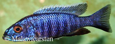 Sciaenochromis fryeri Kande Island