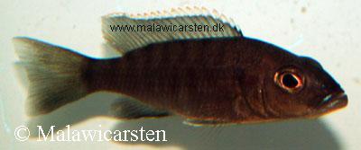 Sciaenochromis fryeri Kande Island
