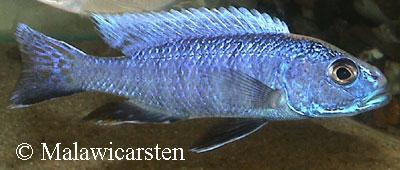 Sciaenochromis fryeri fra Chinyankwazi Island