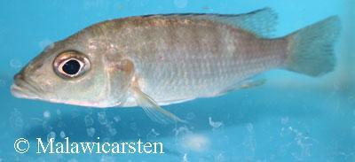 Sciaenochromis psammophilus