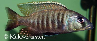 Sciaenochromis sp. 'nyassae' Metangula Mozambique