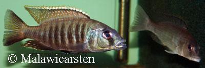 Sciaenochromis sp. 'nyassae' Metangula Mozambique