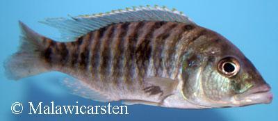 Sciaenochromis sp. 'nyassae' Metangula Mozambique