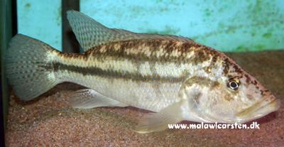 Serranochromis robustus robustus