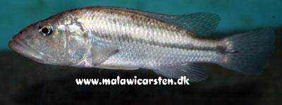 Serranochromis robustus robustus