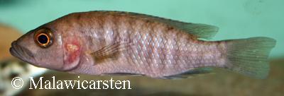 Stigmatochromis modestus