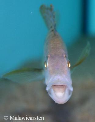 Stigmatochromis pholidophorus