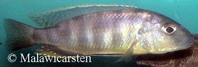 Stigmatochromis pleurospilus Mdoka