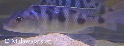 Stigmatochromis pleurospilus Mdoka